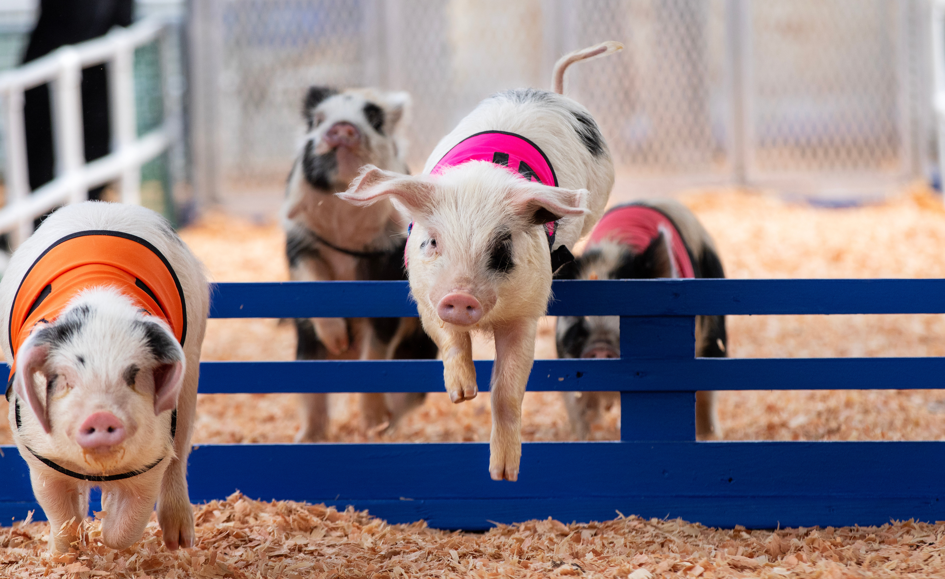 Racing pigs competing at the Washington State Spring Fair