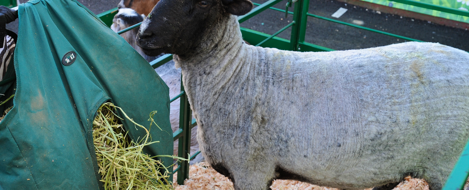 Sheep a part of the Traveling Farm