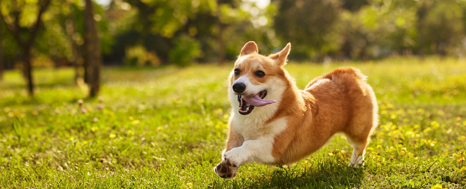 A corgi happily running on grass