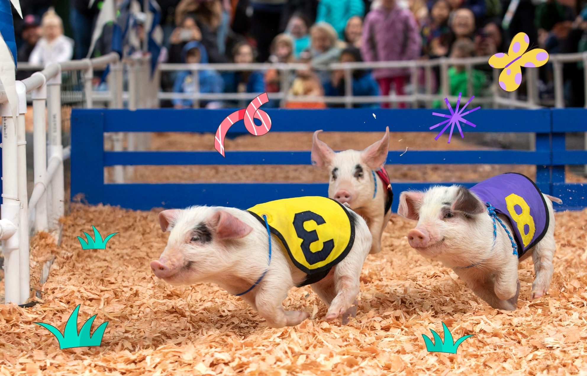Pigs race around a track wearing numbered vests with colorful illustrations surrounding them.