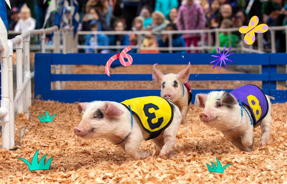 Pigs race around a track wearing numbered vests with colorful illustrations surrounding them.