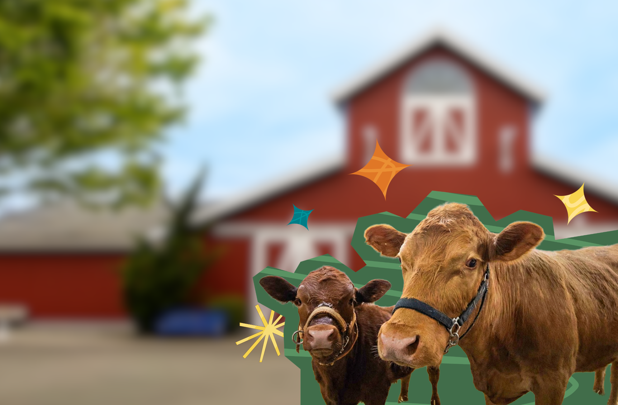 Two cows standing in front of a barn with a green outline around them and sparkle illustrations around them.