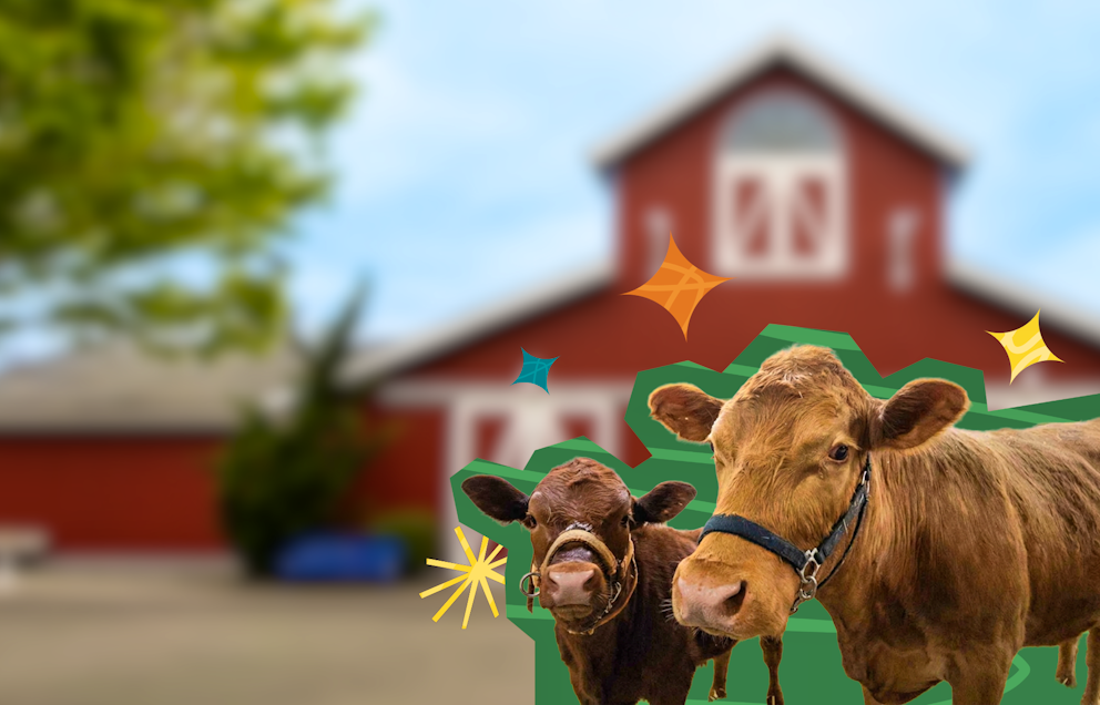 Two cows standing in front of a barn with a green outline around them and sparkle illustrations around them.