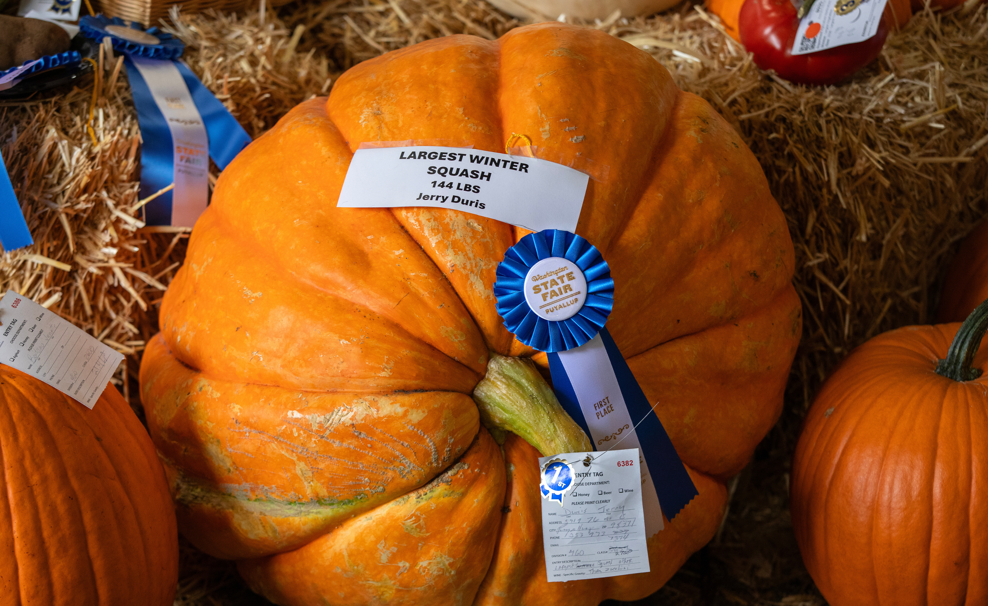 Gaint winning squash.