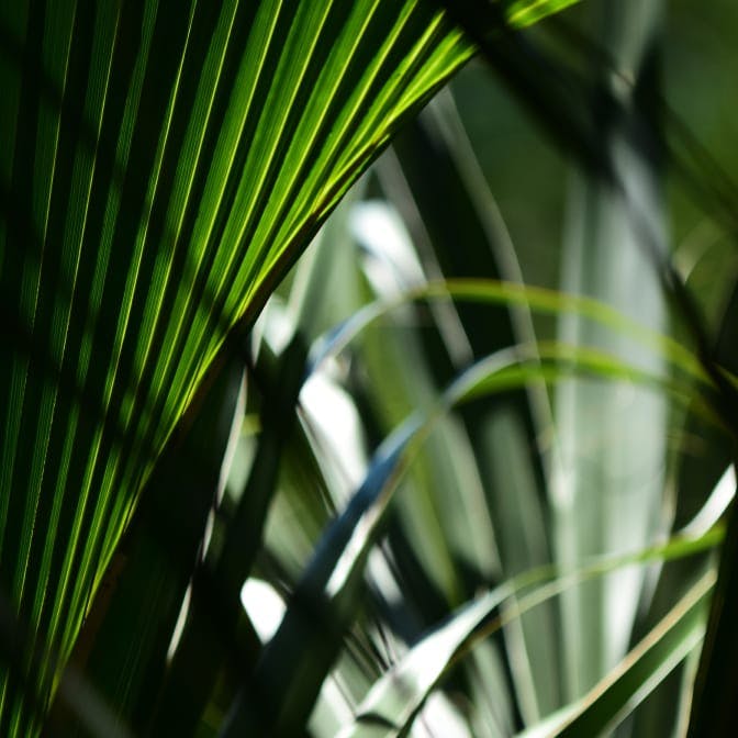 Plants background
