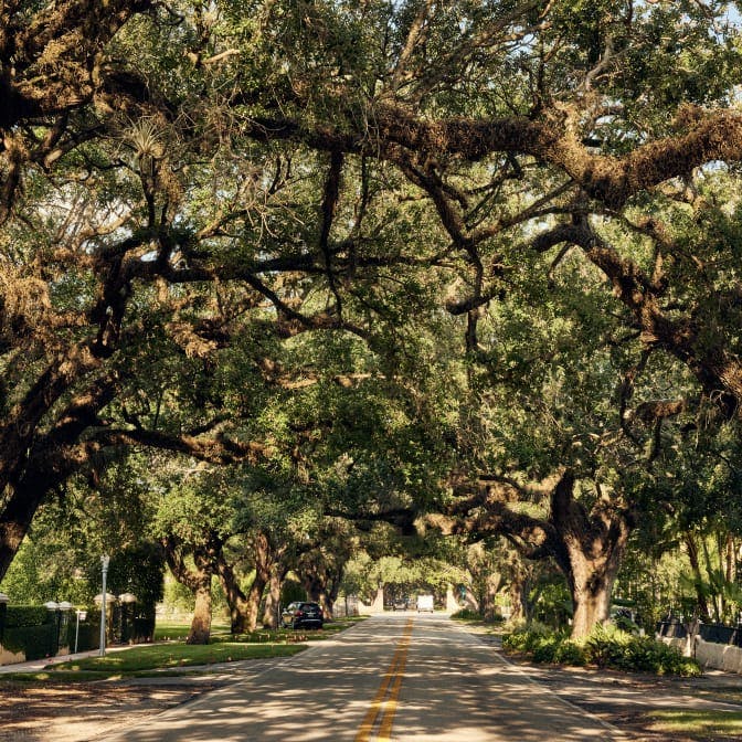 A street surrounded by trees