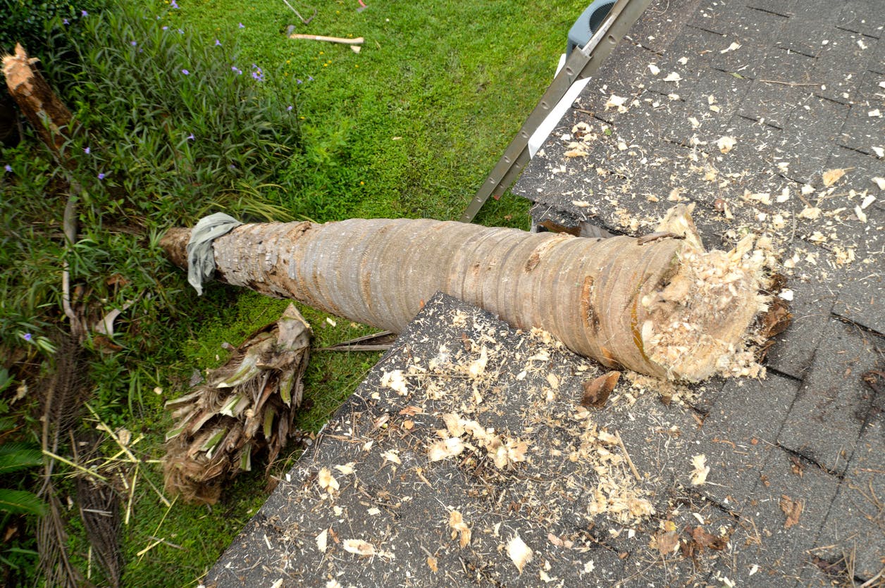 A tree that has damaged a roof