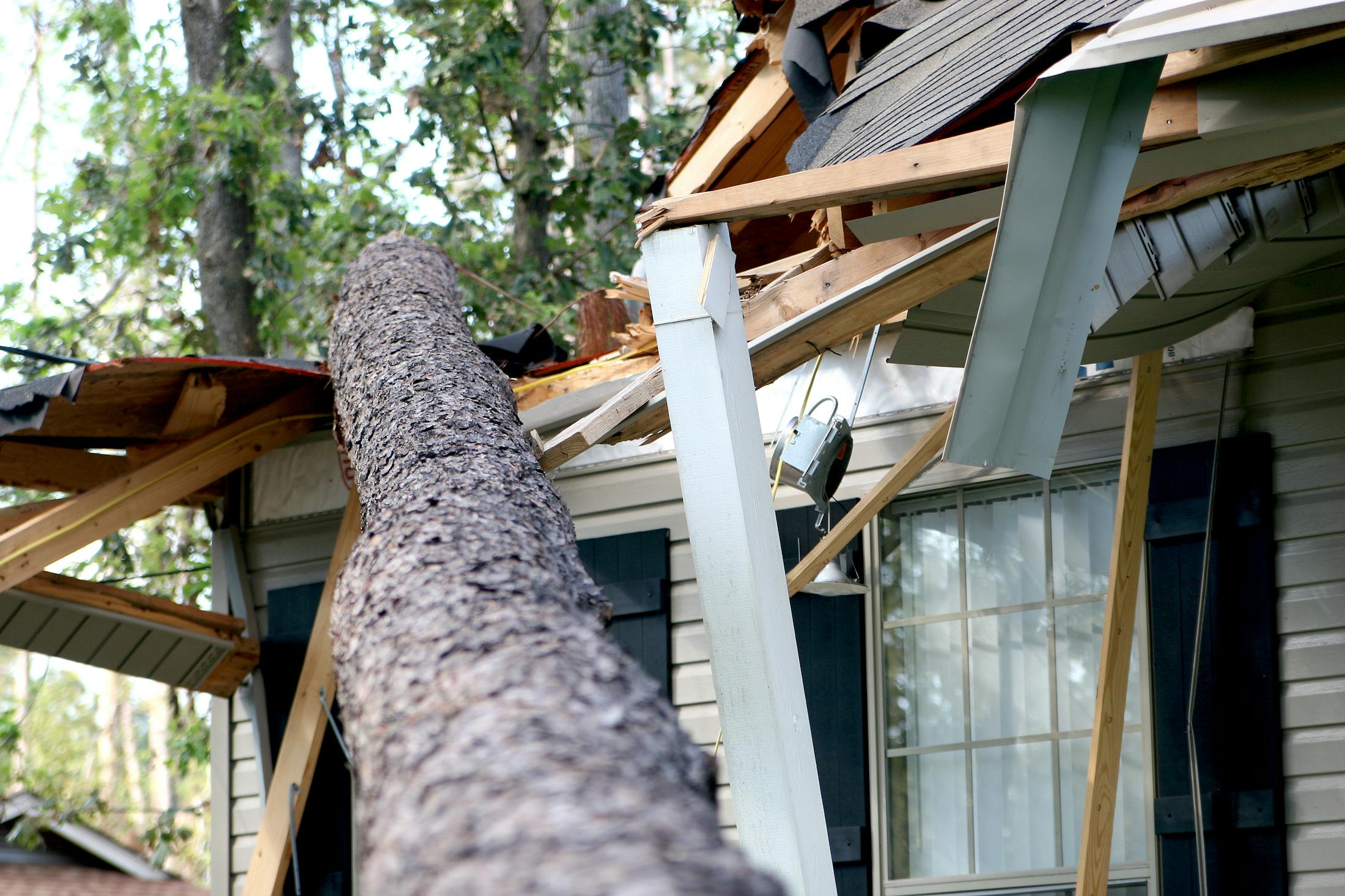A tree that has fallen on a house