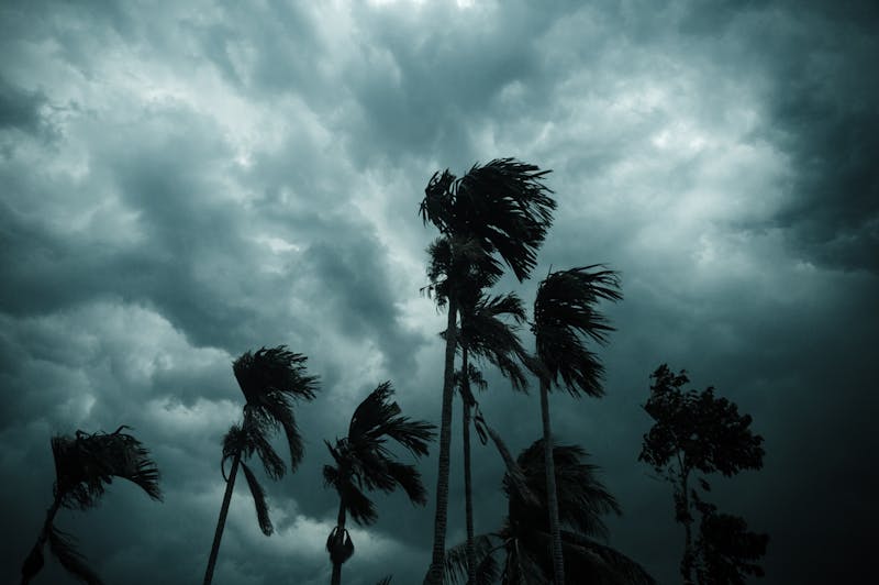 A hurricane blowing palm trees