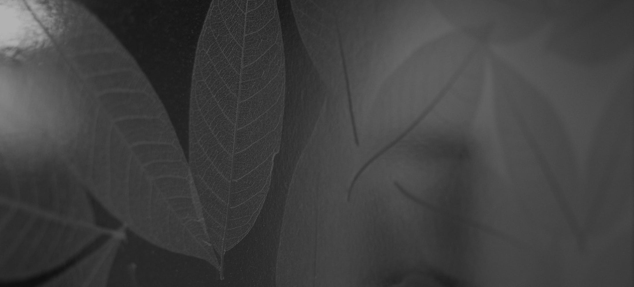Background media