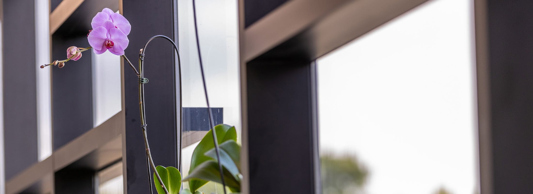 orchid in a window sill