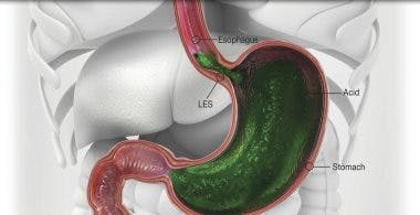 Diagram of human stomach