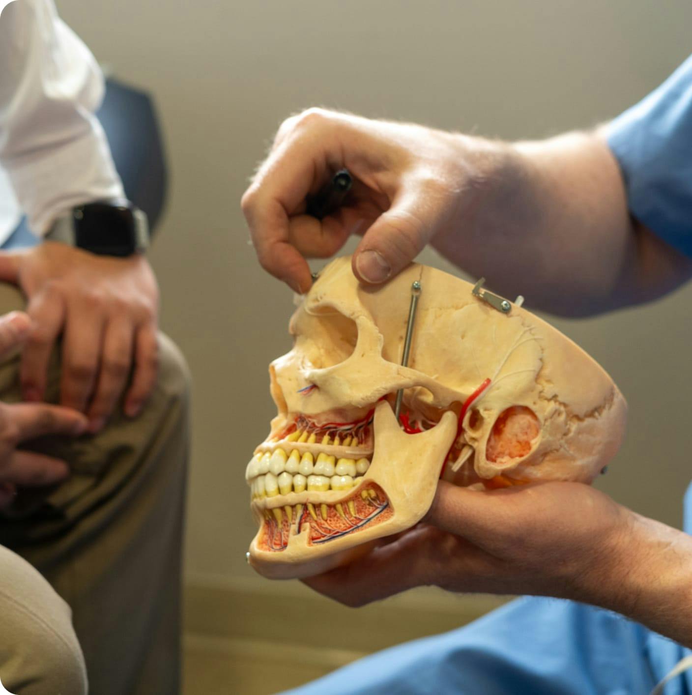 Doctor holding a model of a skull