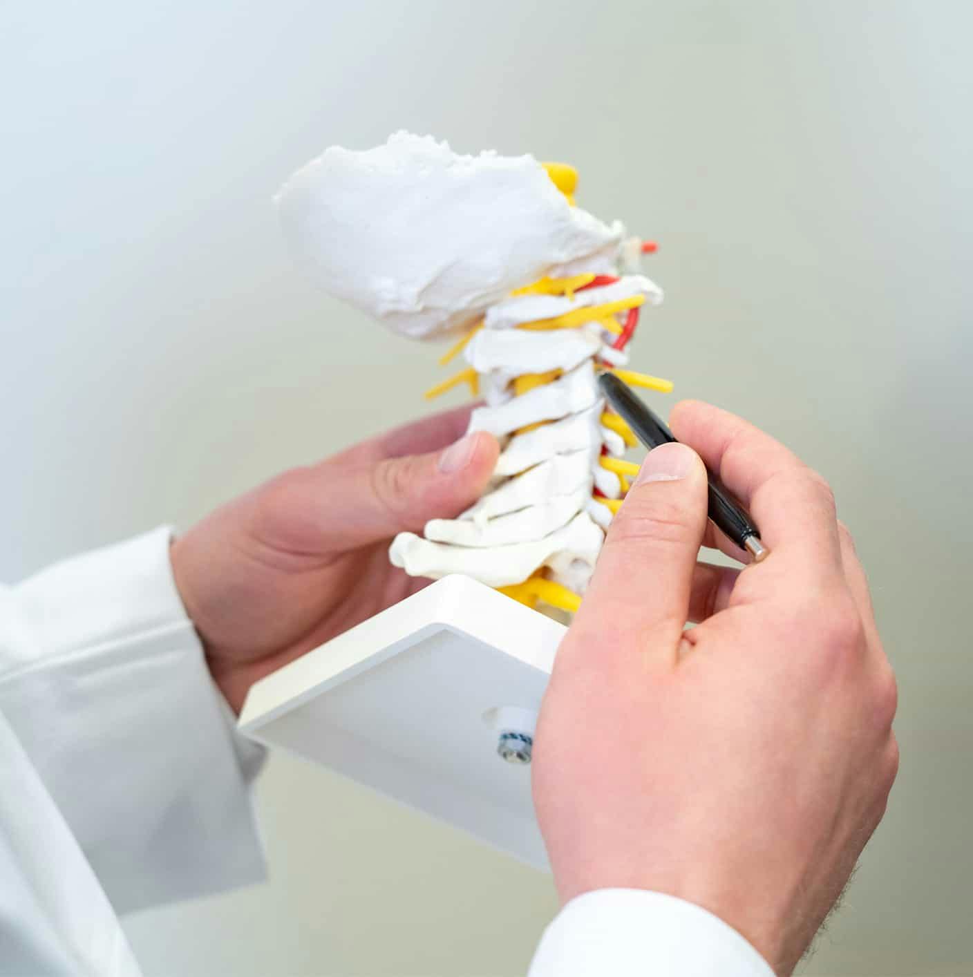 Model of spine