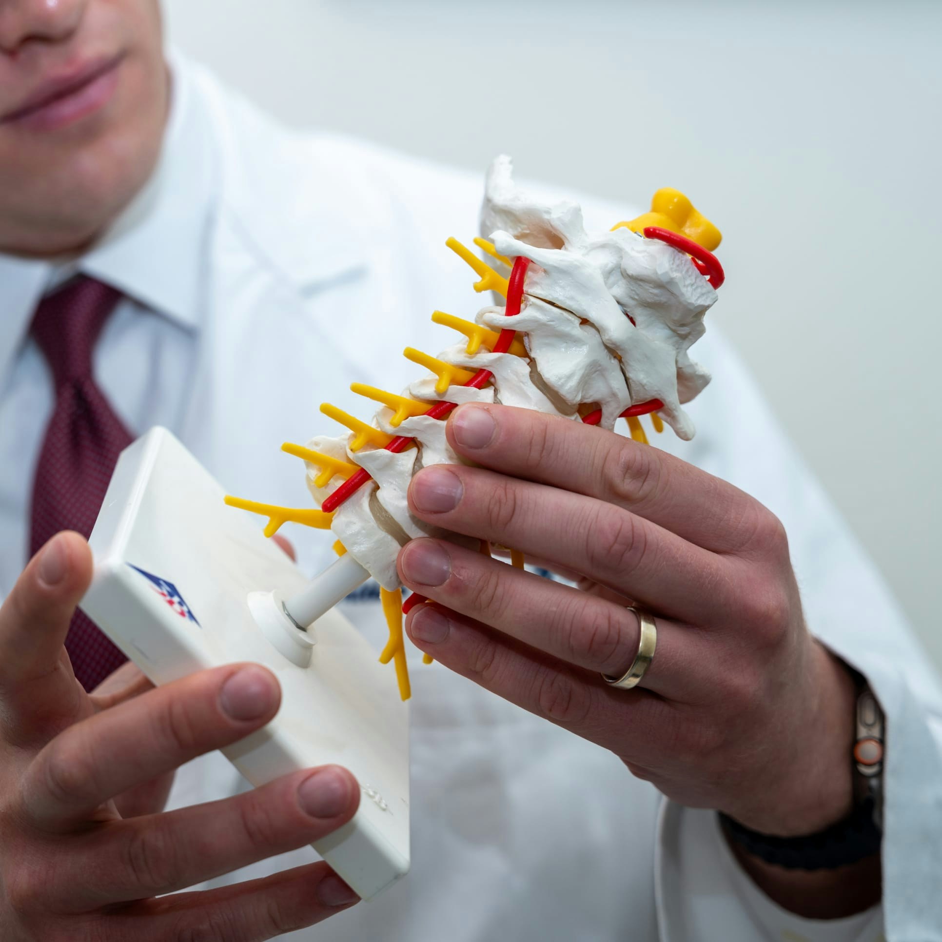 A doctor a model of a spine