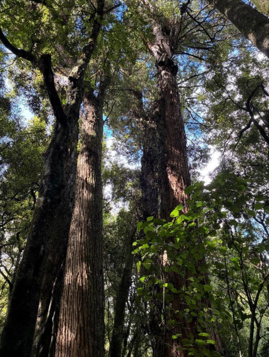 Tōtara Reserve, Pohangina, Manawatū