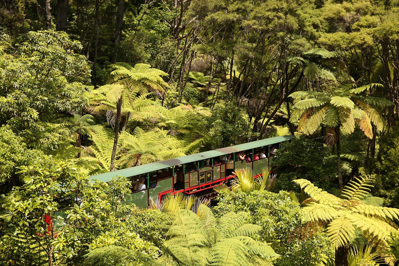 The train seen side-on through dense tree ferns, passengers under its green roof.