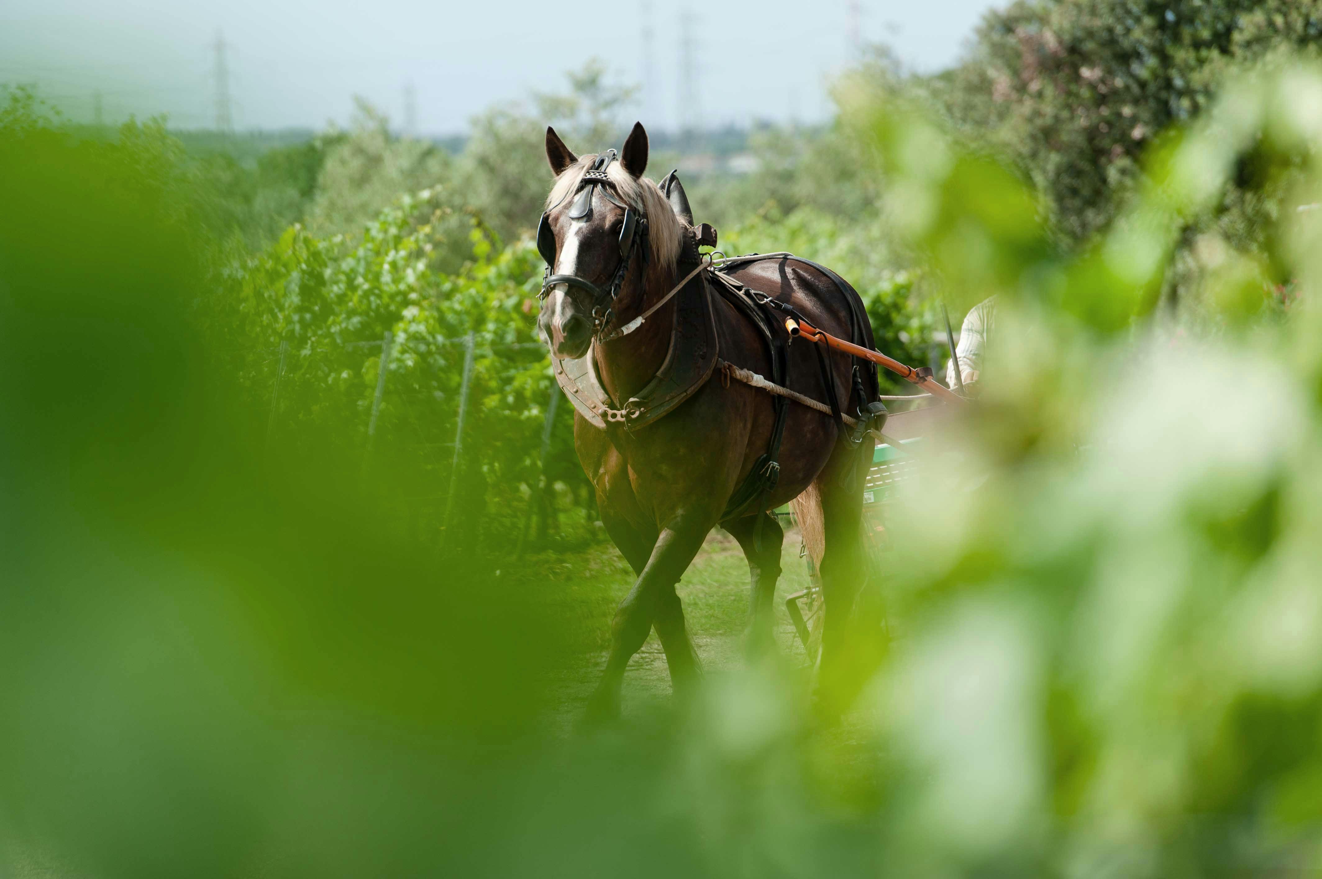 a horse in a wineyard