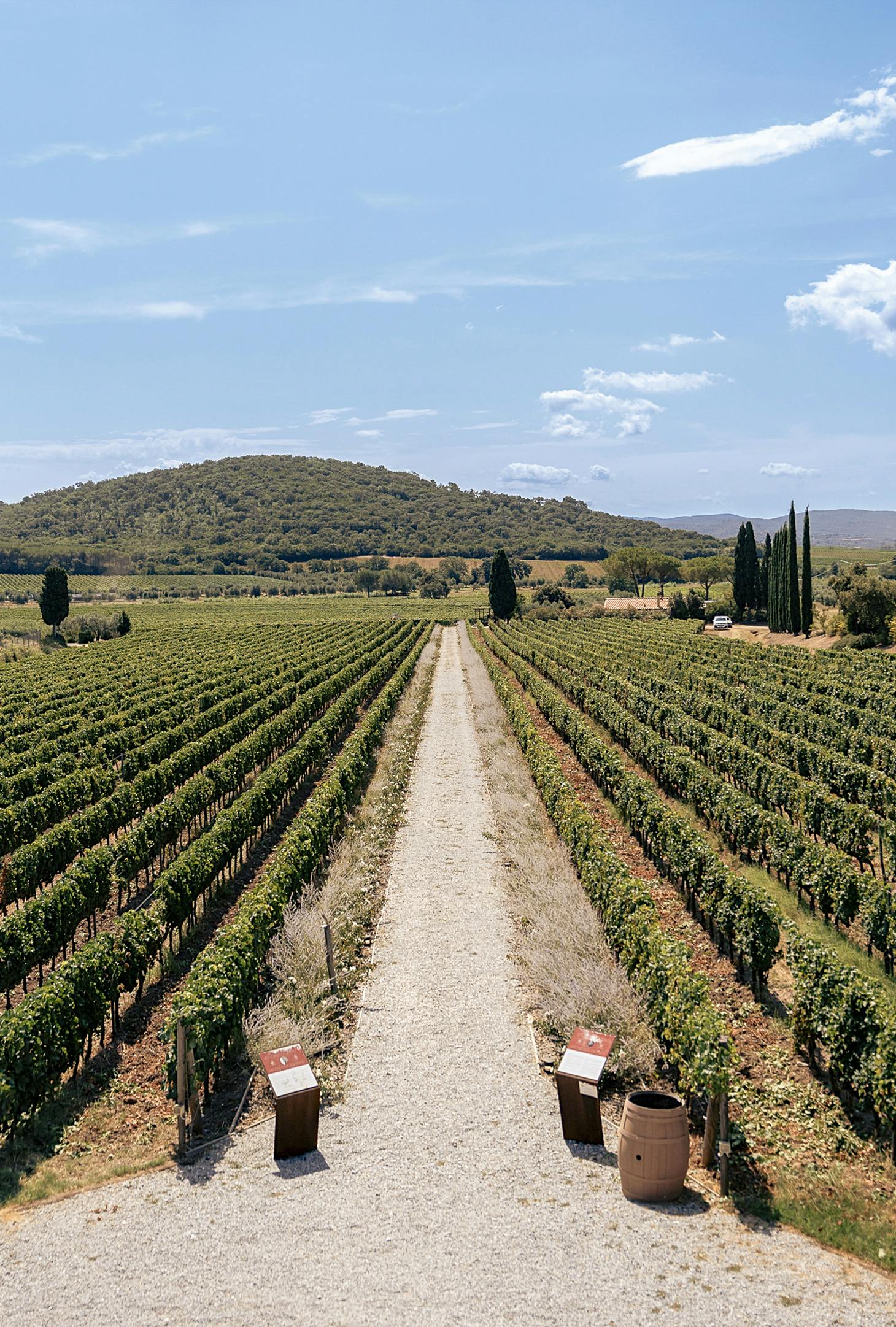 Vista vigneti di Tenuta Casadei