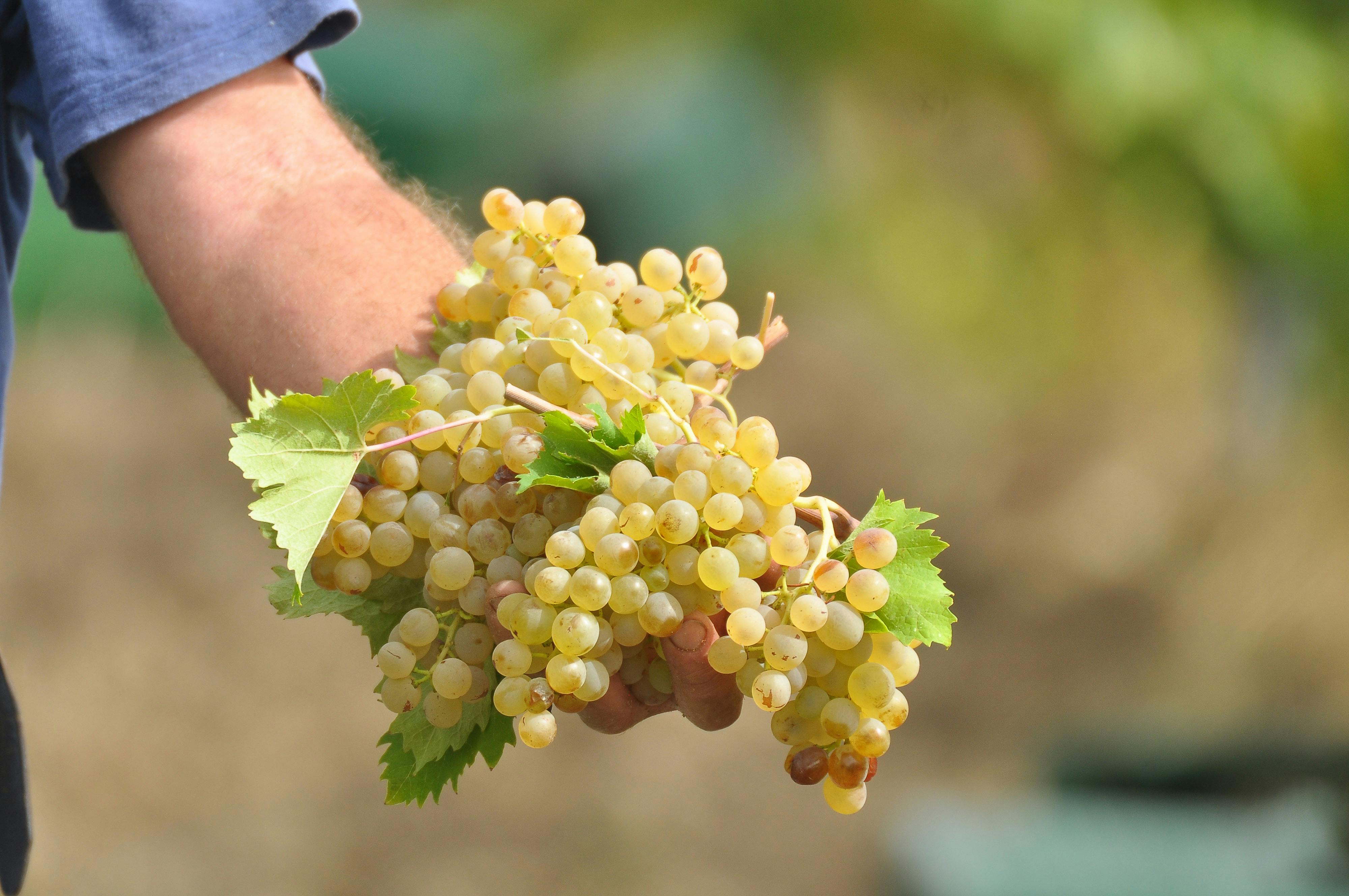 White grape