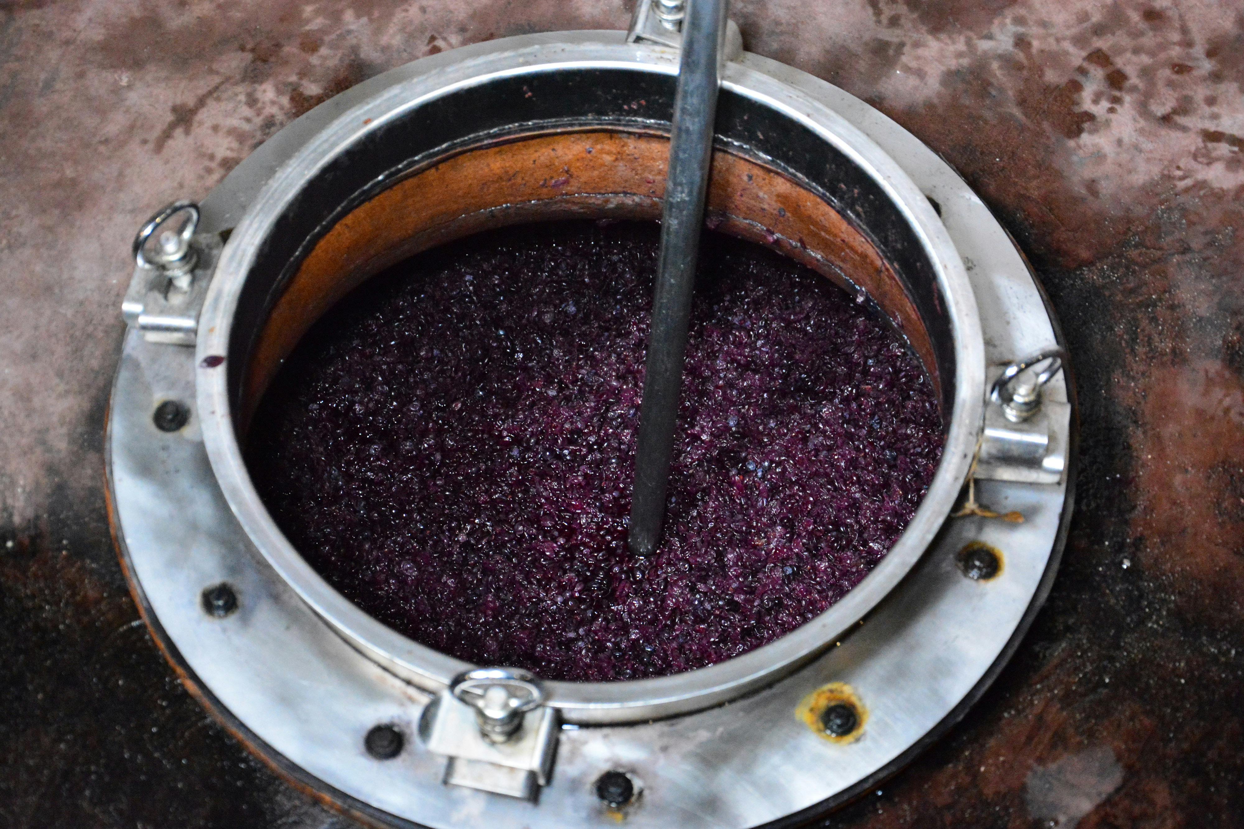 Grapes inside the amphorae