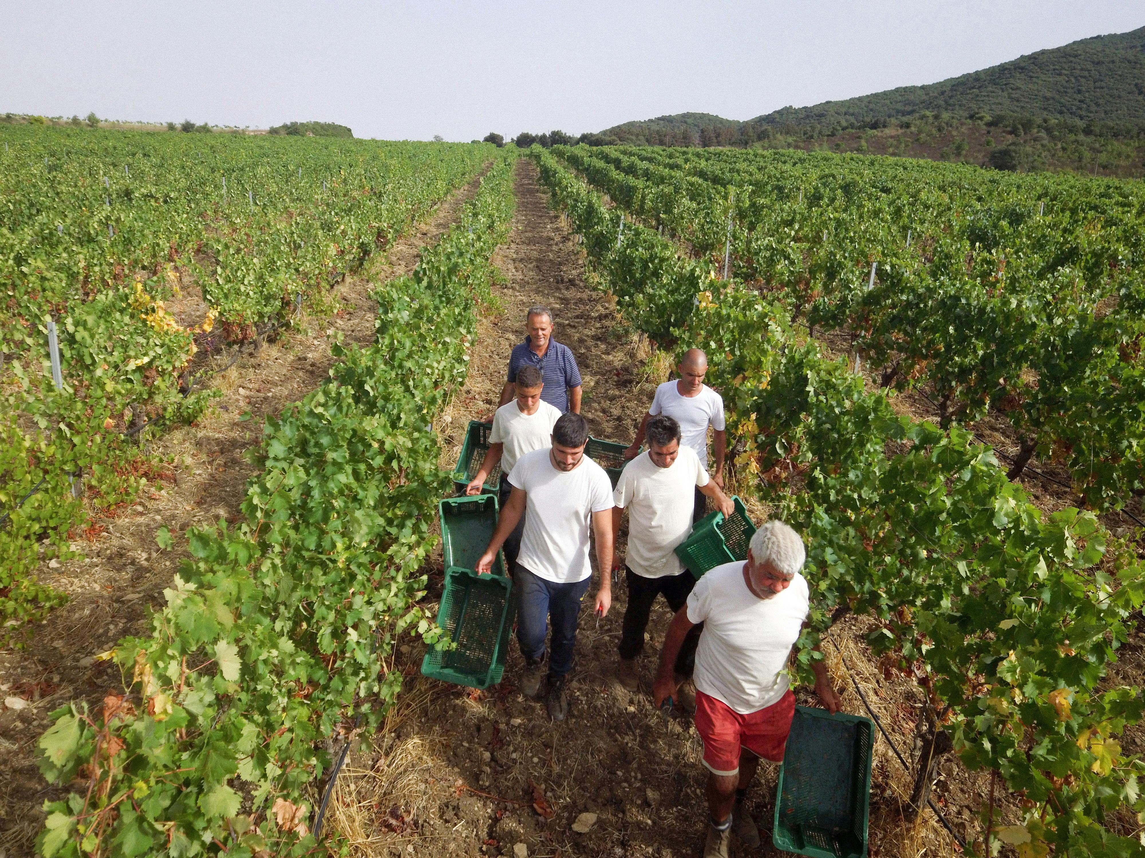 Harvest