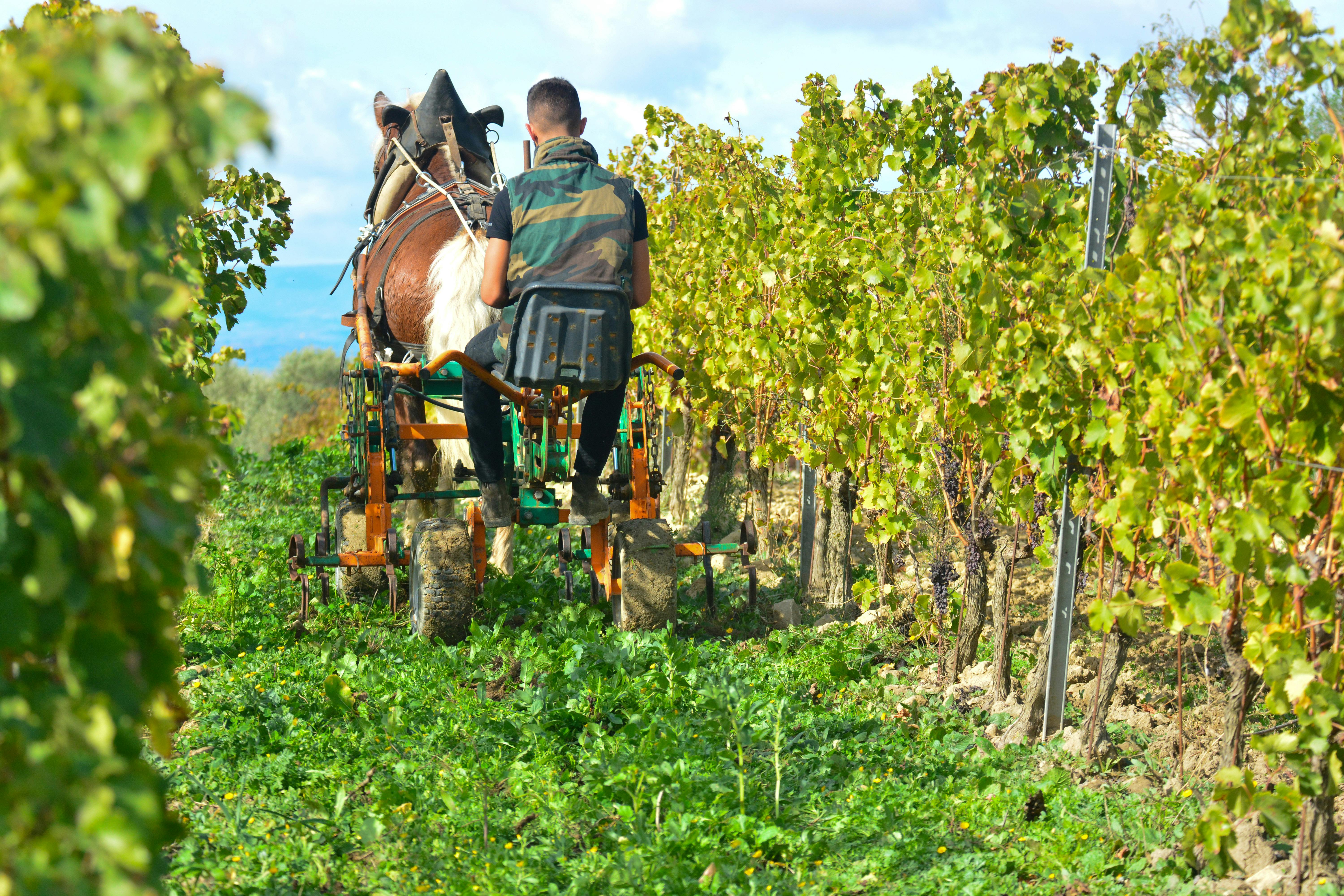 Horses in the vineyard