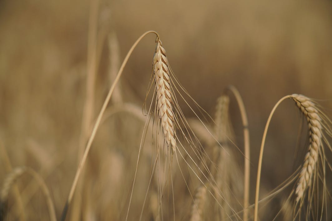 Il nostro grano