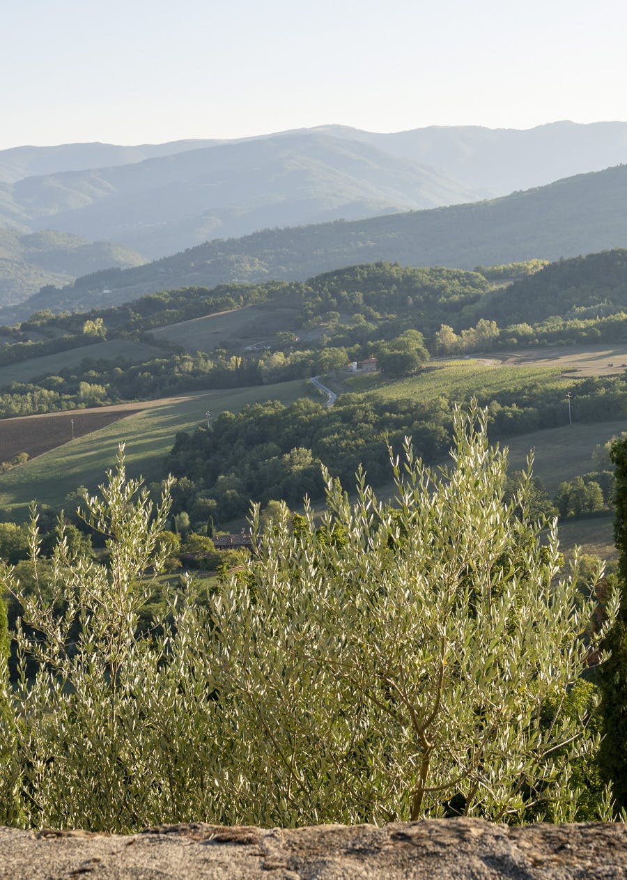 Vigne di Romena