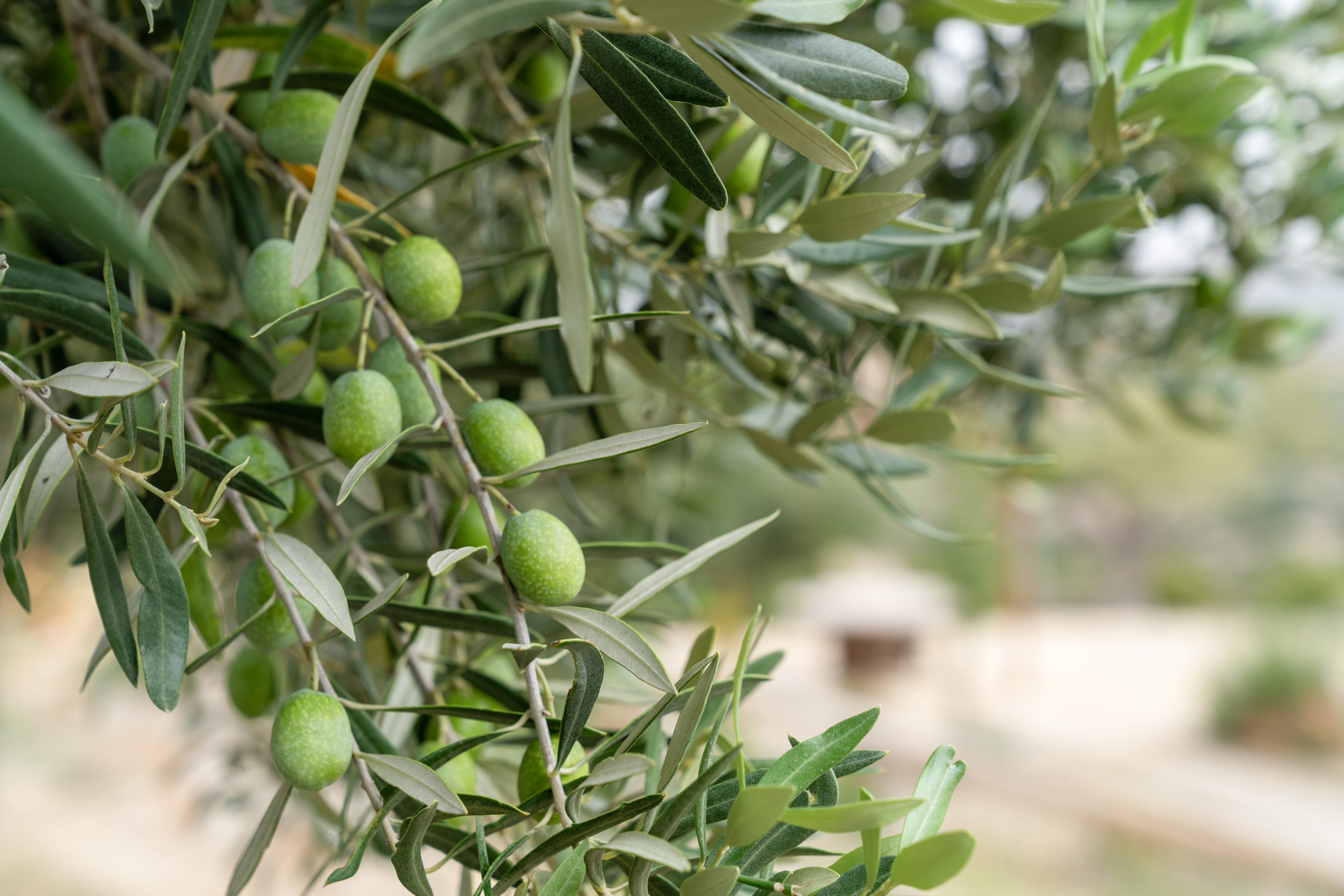 Olive del Castello