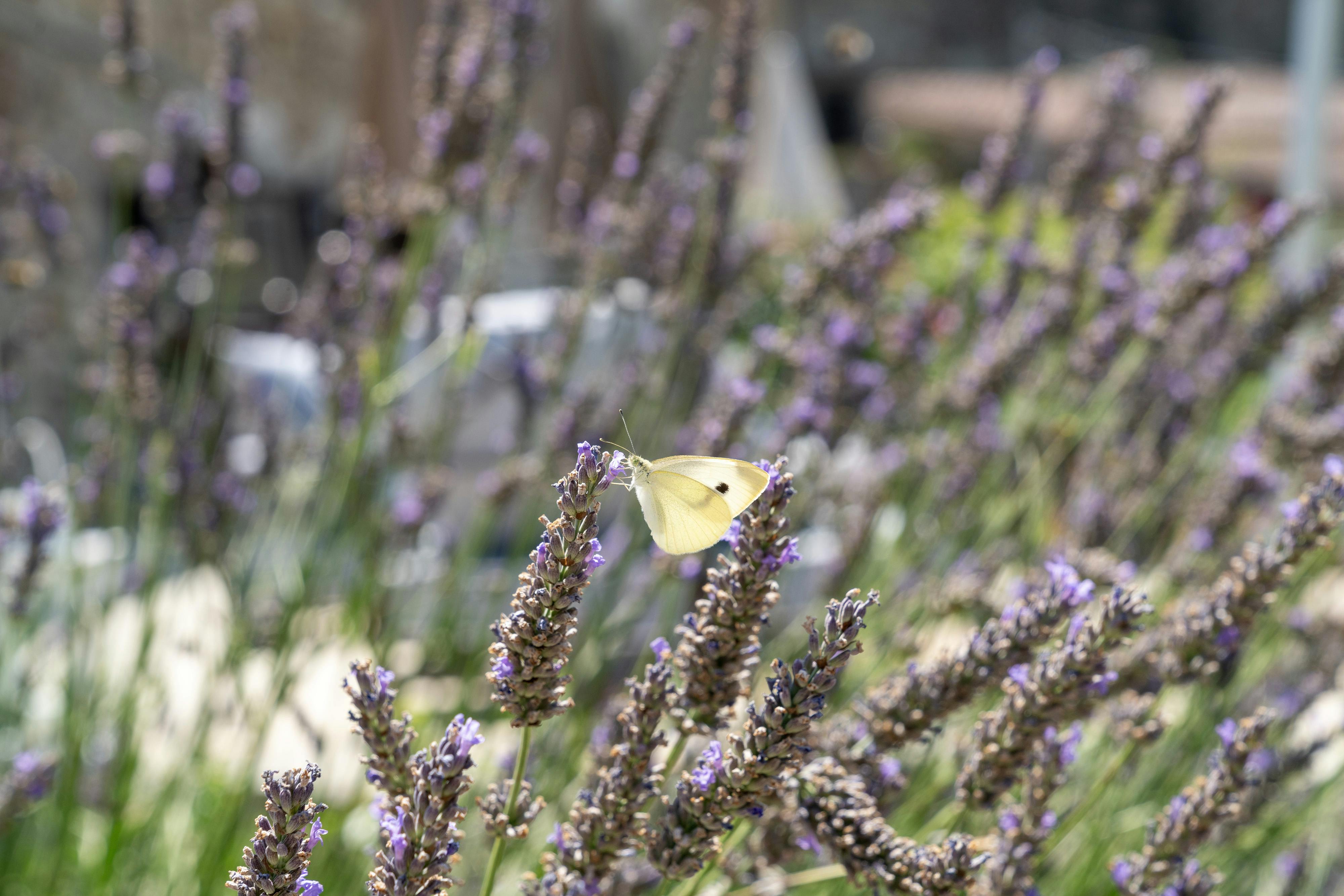 Butterfly on a flower