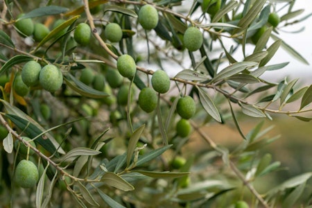 Olivo