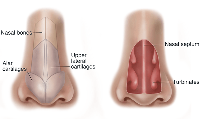 Anatomy of the nose