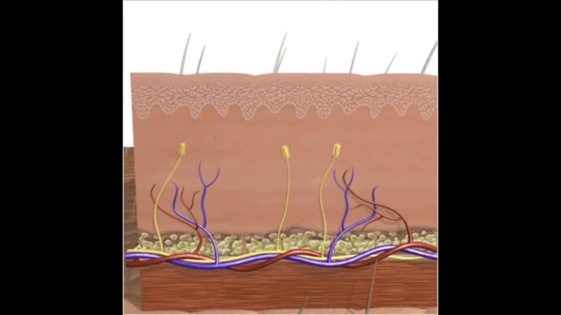 Skin diagram