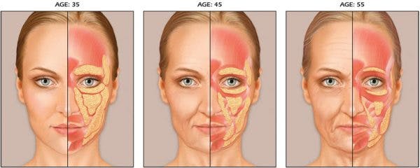 Fat loss in aging stages