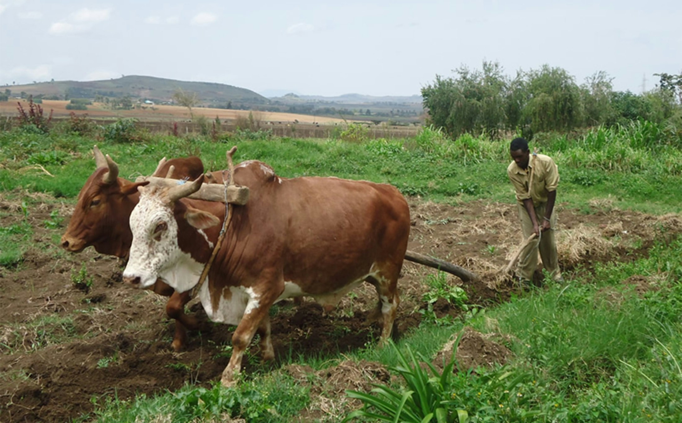 cows helping plow the farms
