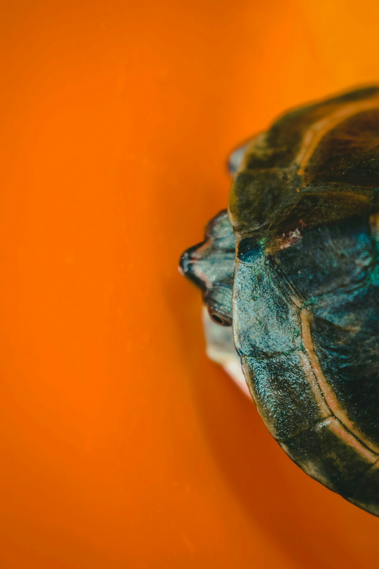 Schildpad met kop ingetrokken in schild
