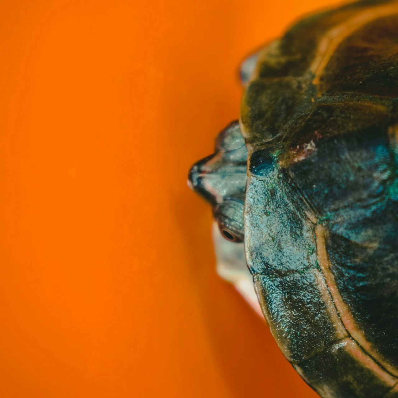 Turtle with its head pulled in its shell