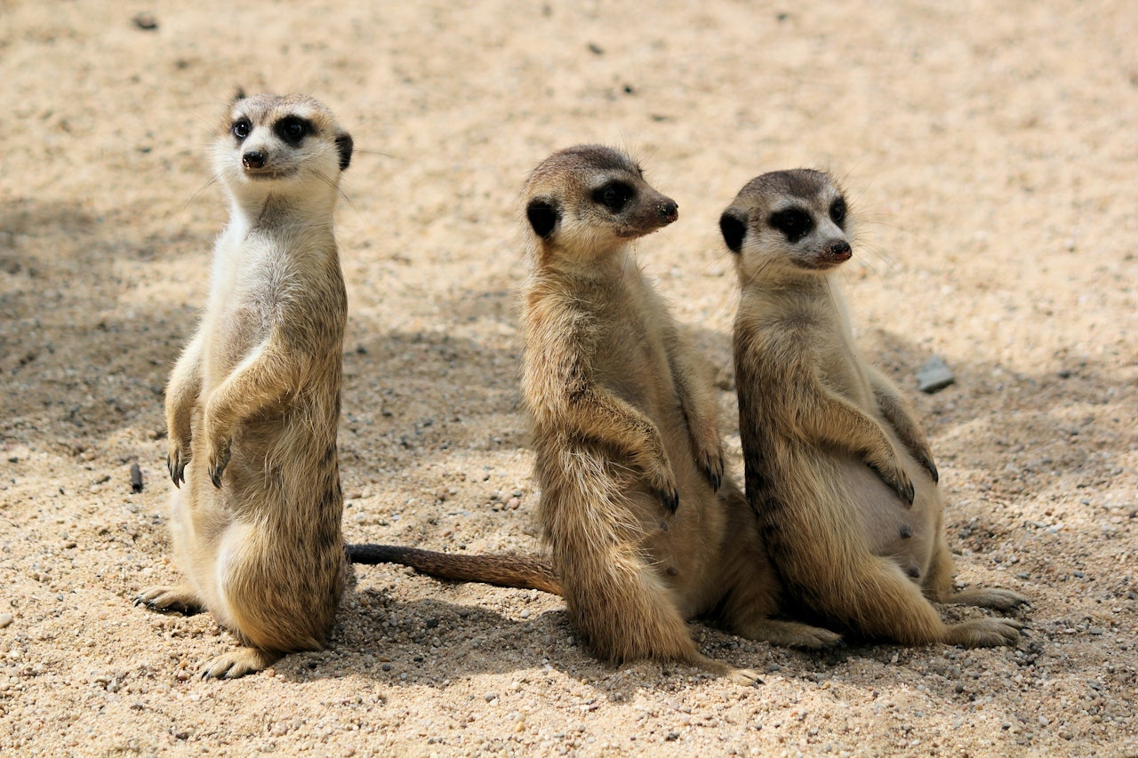 Three meerkats. One looking the other way.