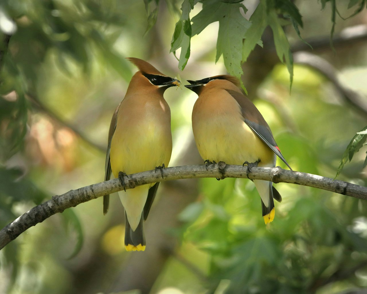 Twee vogels op een tak delen wat twijgjes