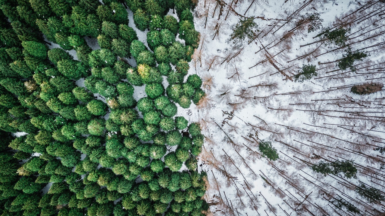 Naaldbos van bovenaf, links vol met bomen, rechts weggeslagen met alleen nog boomresten in de sneeuw
