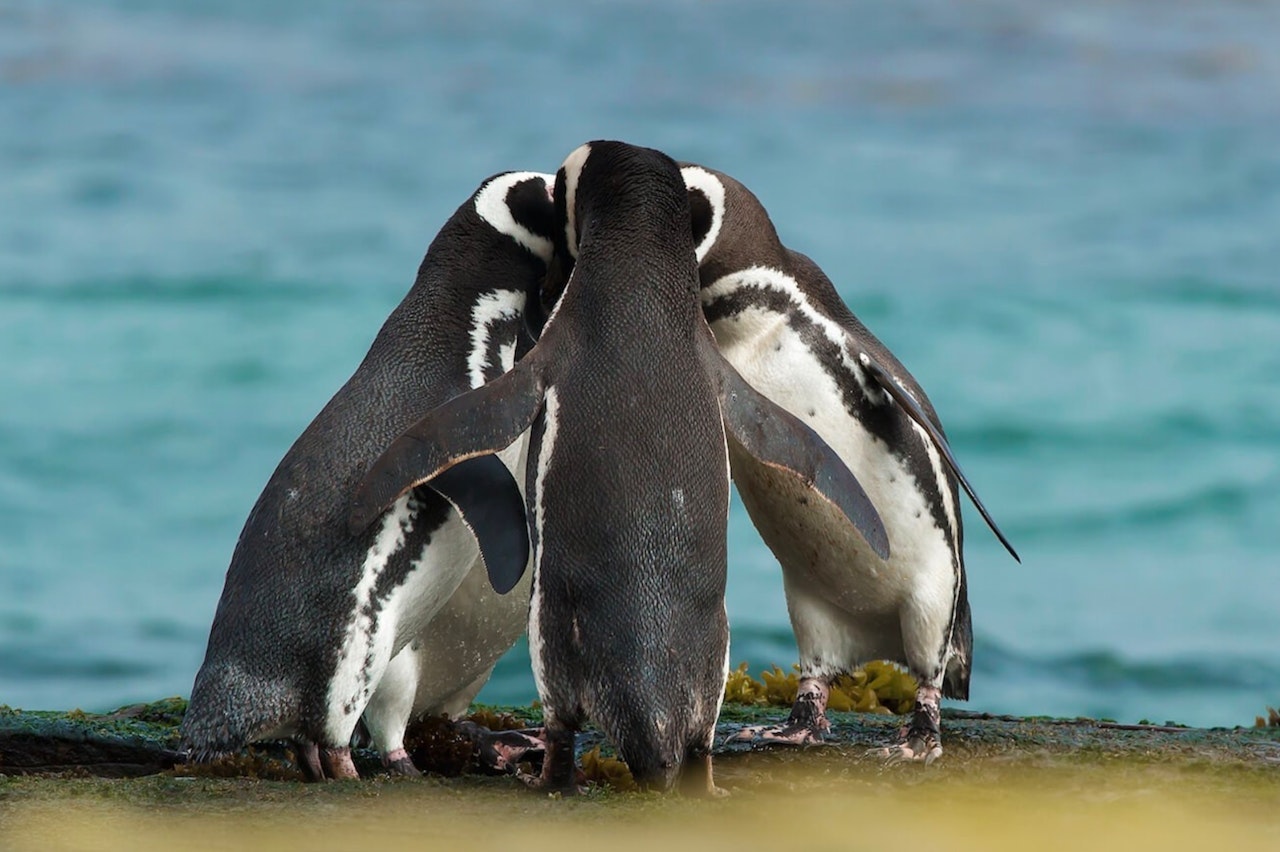 Drie pinguïns in huddle