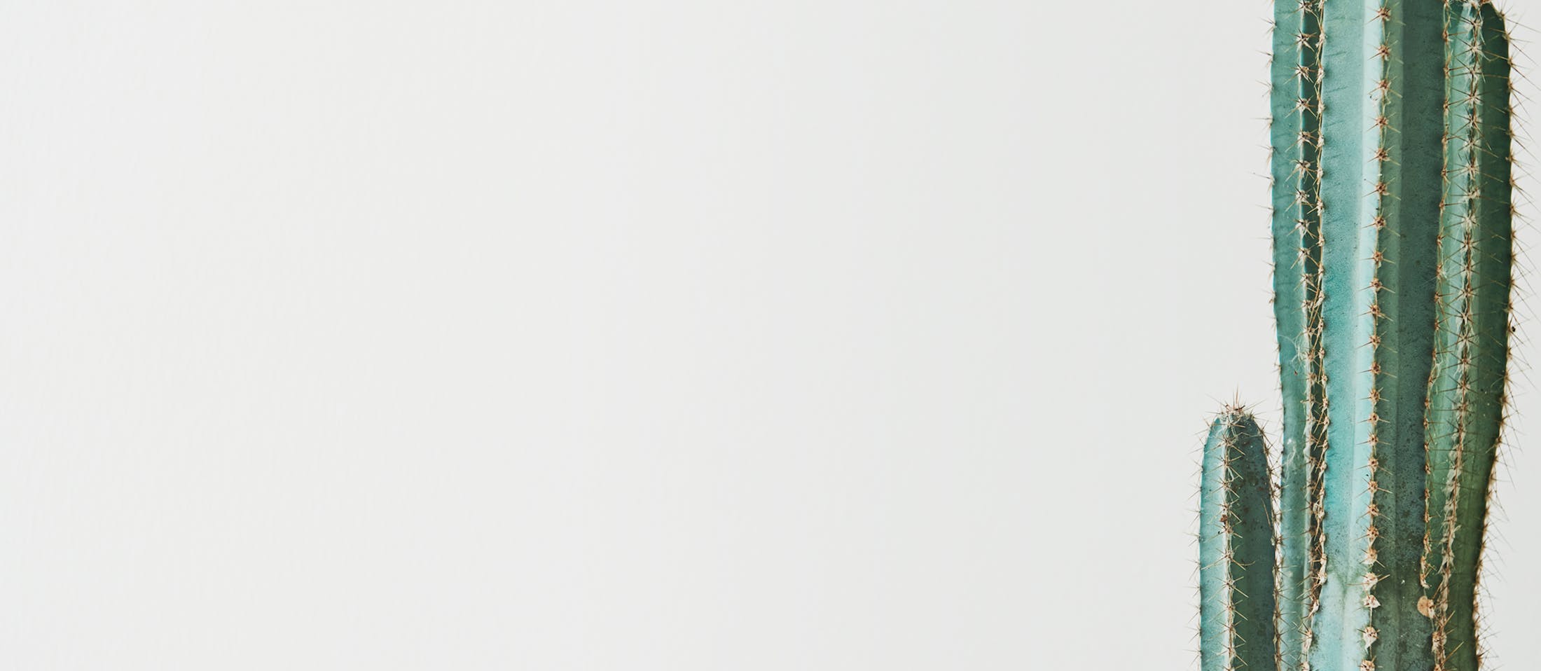 Cacti Background
