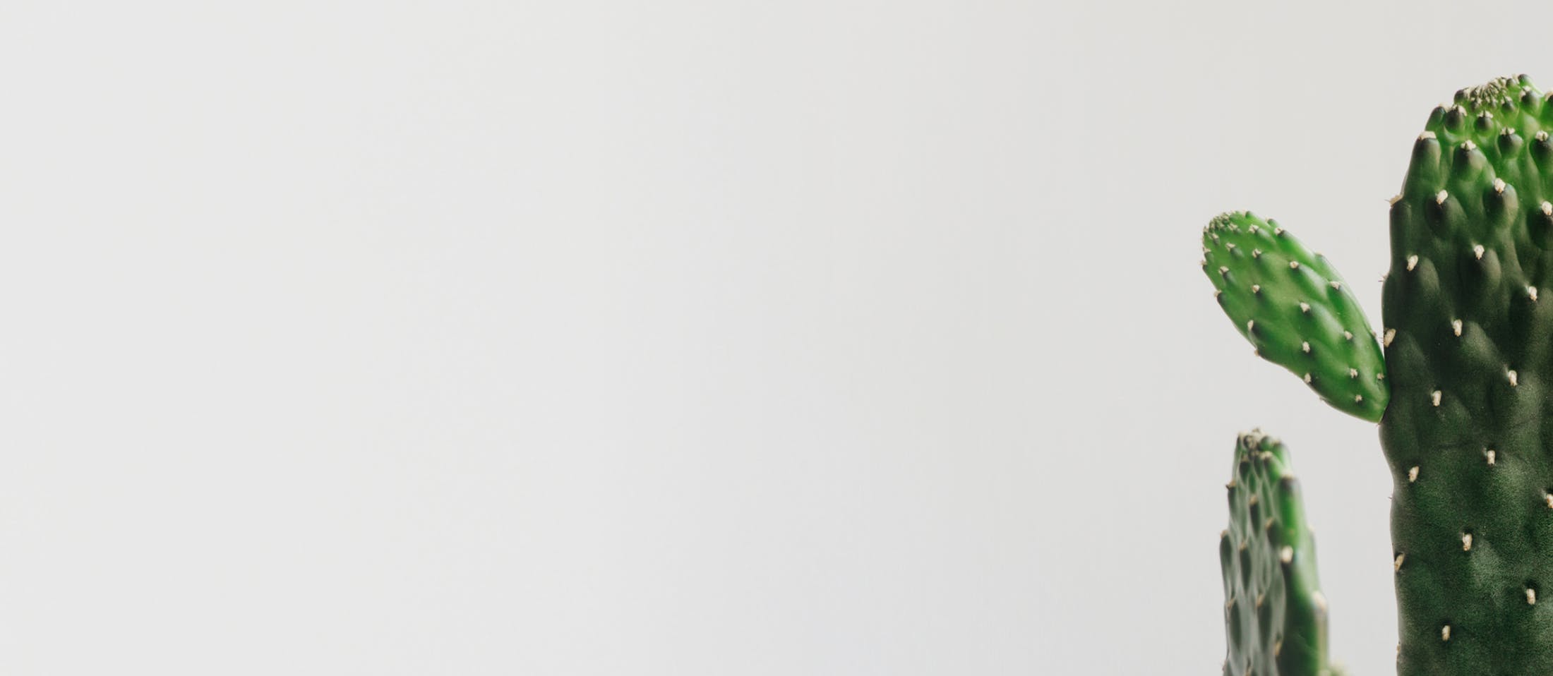 Cacti Background