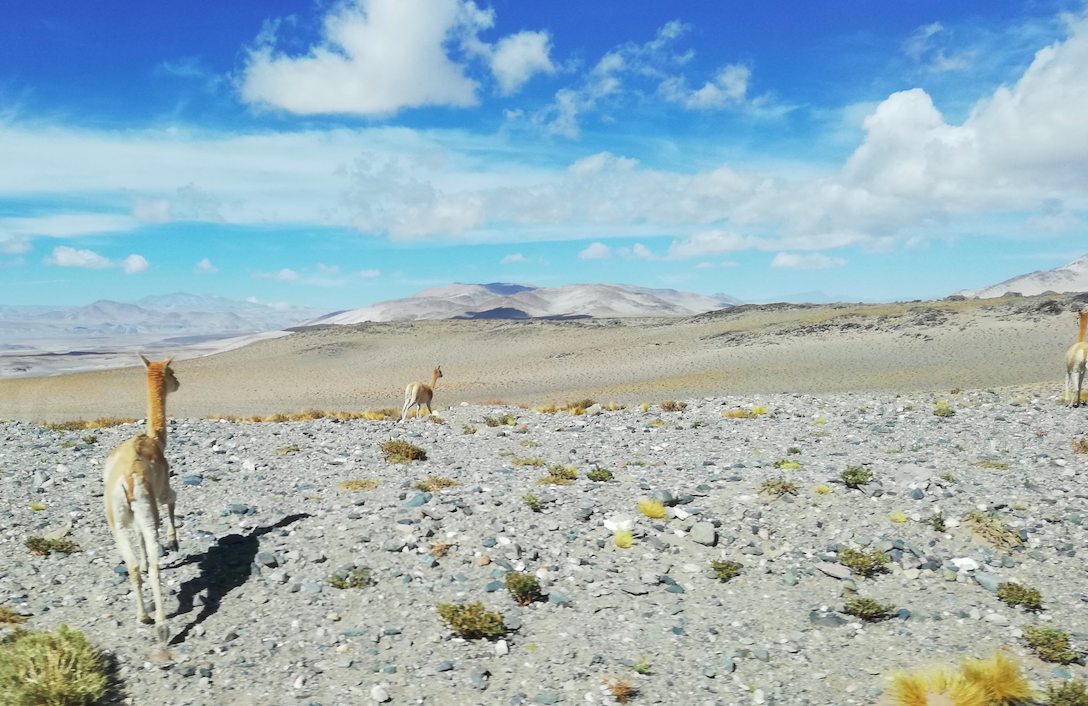 Zelandez landscape