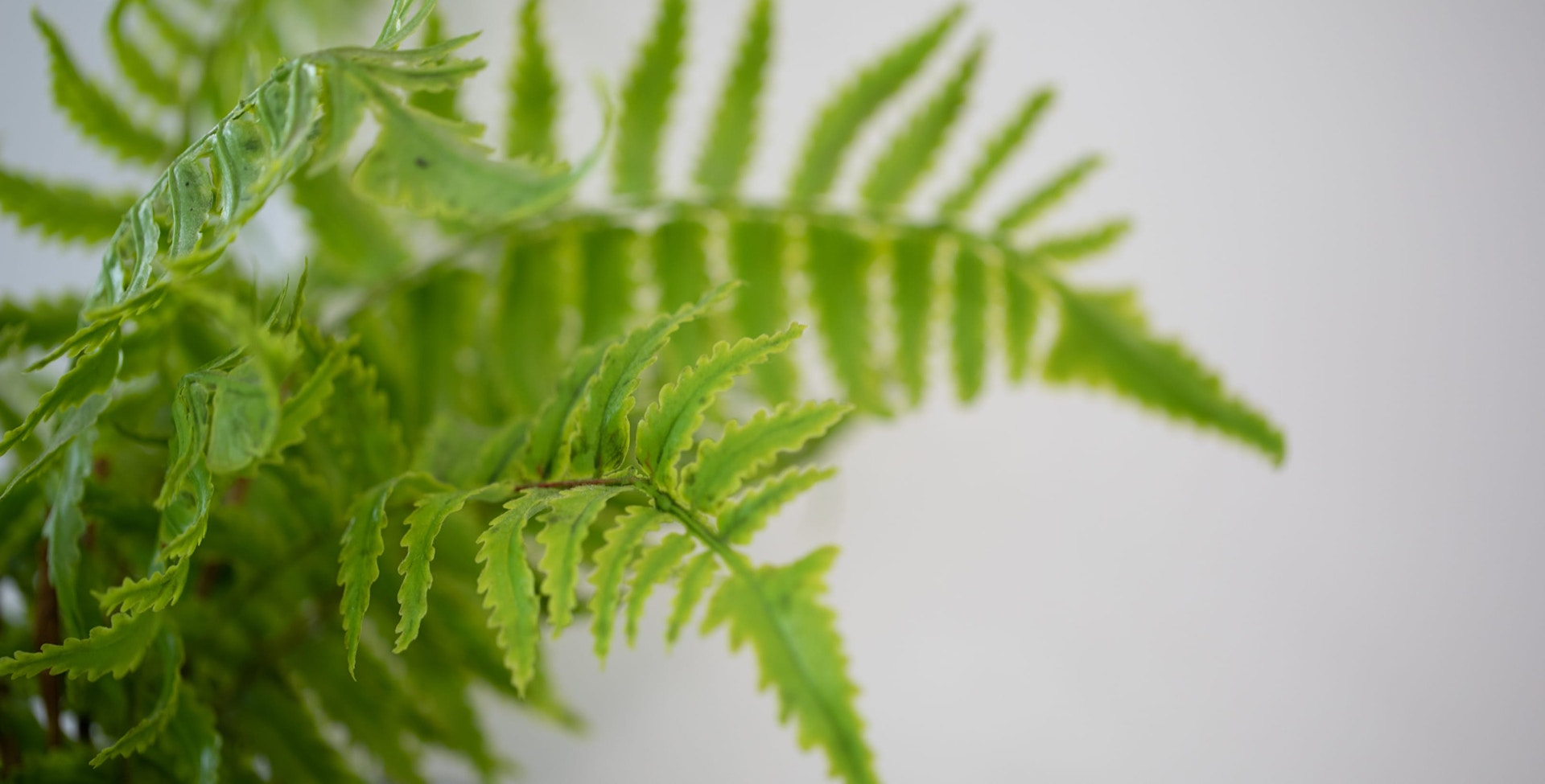 close up on a fern