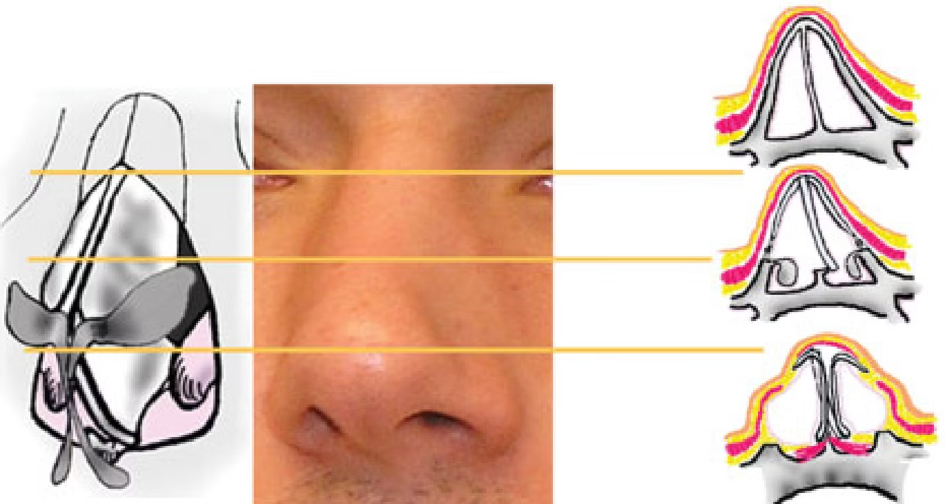nose infographic