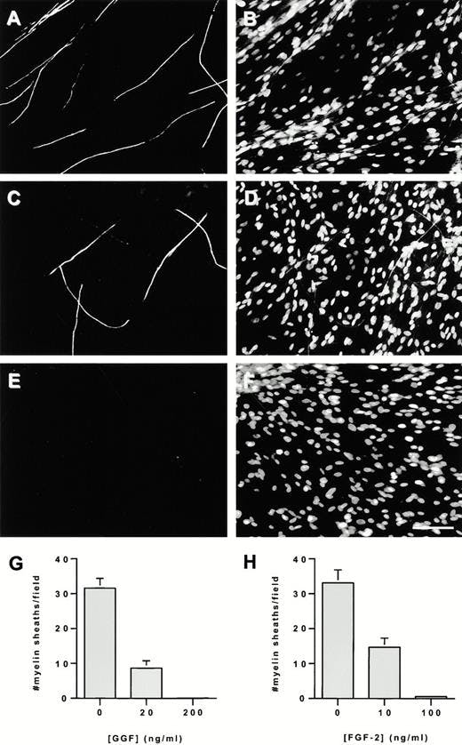 Glial Growth Factor/Neuregulin Inhibits Schwann Cell Myelination and Induces Demyelination (2001)