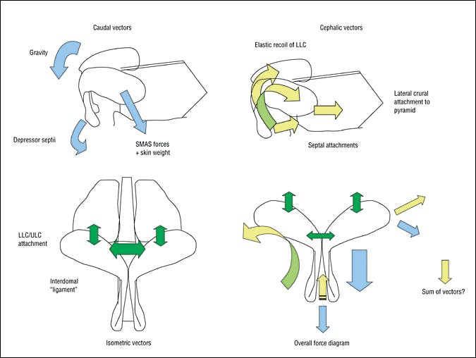 Defining Nasal Cartilage Elasticity: Biomechanical Testing of the Tripod Theory Based on a Cantilevered Model (2007)