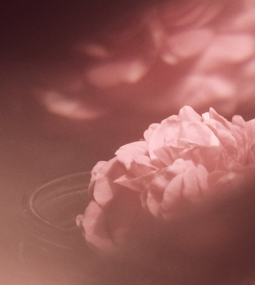 pink flower in pink water